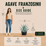 Agave franzosinii
