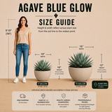 Agave 'Blue Glow'