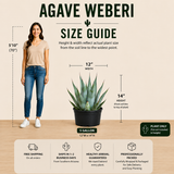 Agave Weberi
