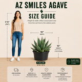 Arizona Smiles Agave
