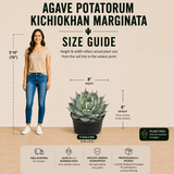 Agave Potatorum Kichiokhan Marginata