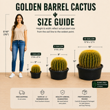 Golden Barrel Cactus