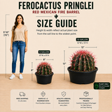Ferocactus Pringlei