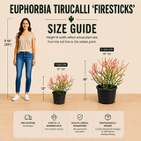 Firesticks Pencil Cactus for Sale | Euphorbia tirucalli 'Firesticks'