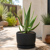 Aloe Ferox