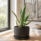 Aloe Ferox