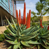 Aloe Ferox