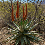Aloe Ferox
