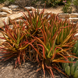 Aloe Cameronii