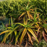 Aloe Cameronii