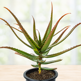 Aloe Cameronii