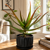 Aloe Cameronii