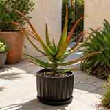 Aloe Cameronii