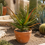 Aloe Cameronii
