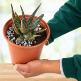 Aloe 'Christmas Carol'