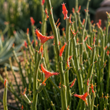 Pedilanthus macrocarpus (Lady Slipper Plant)
