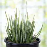 Candelilla