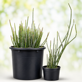 Candelilla