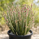 Candelilla
