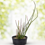 Candelilla