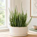 Candelilla