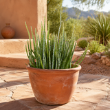 Candelilla