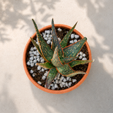 Aloe 'Christmas Carol'