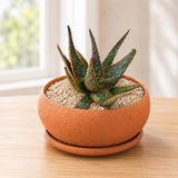 Aloe 'Christmas Carol'