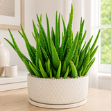 Aloe 'Crosby's Prolific'