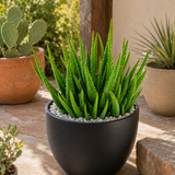 Aloe 'Crosby's Prolific'