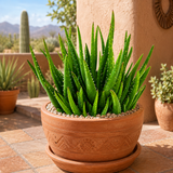 Aloe 'Crosby's Prolific'
