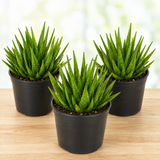 Aloe 'Crosby's Prolific'
