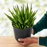 Aloe 'Crosby's Prolific'