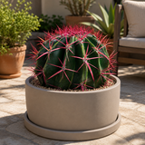 Ferocactus Pringlei