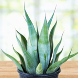 Agave Weberi