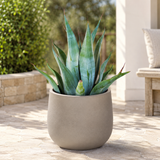 Agave Weberi