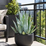 Agave Weberi