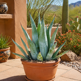 Agave Weberi