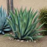 Agave Weberi