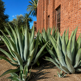 Agave Weberi