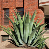 Agave Weberi