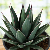 Arizona Smiles Agave