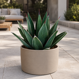 Arizona Smiles Agave