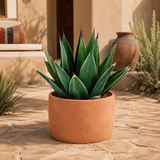 Arizona Smiles Agave