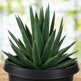 Arizona Smiles Agave