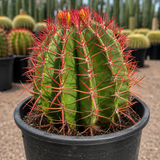 Ferocactus Pringlei