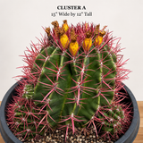Ferocactus Pringlei