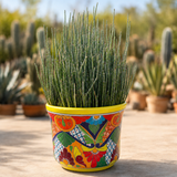 Candelilla