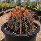 Ferocactus Gracilis