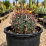 Ferocactus Gracilis
